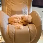Maltipoo - clover 2