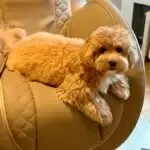 Maltipoo - clover 1