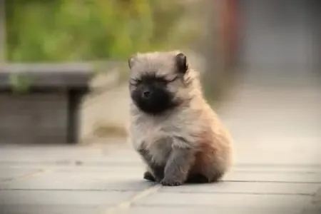 Spitz nain puppy te koop