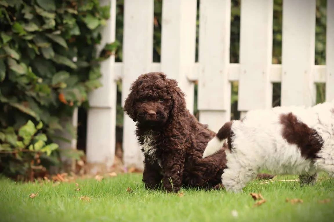 Lagotto romagnolo 11 Un chiot lagotto romagnolo de woefkesranch