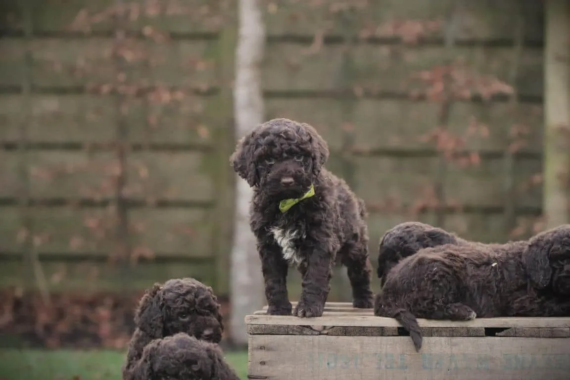 Lagotto romagnolo 12 Des chiots lagotto romagnolo de woefkesranch