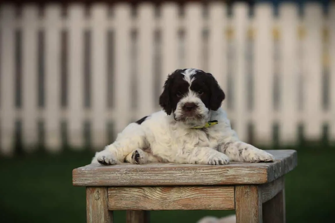Lagotto romagnolo 13 Un chiot lagotto romagnolo de woefkesranch, couché