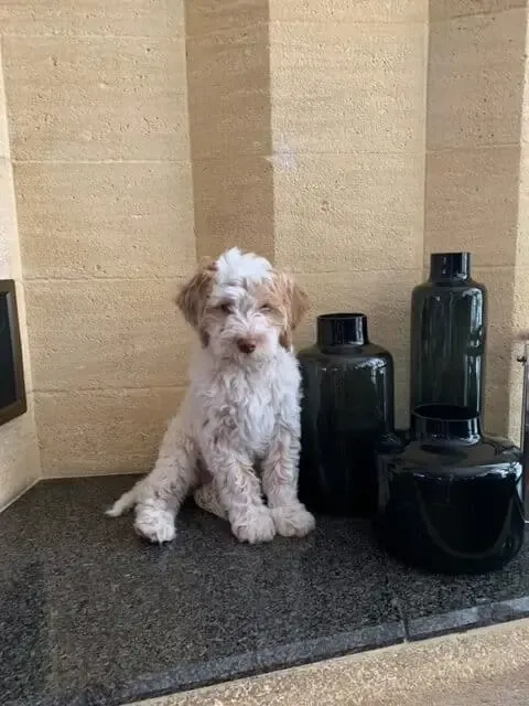 Lagotto romagnolo 9