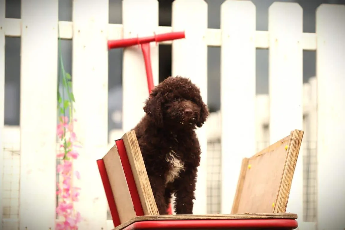 Lagotto romagnolo 10