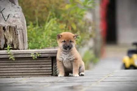Shiba Inu puppy te koop