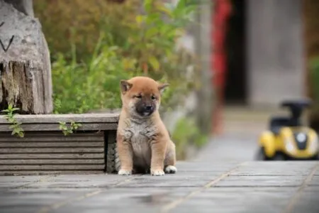 Shiba Inu puppy te koop