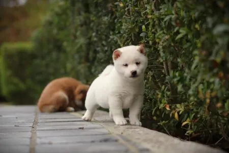 Shiba Inu puppy te koop