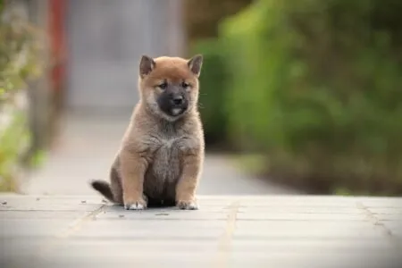 Shiba Inu puppy te koop