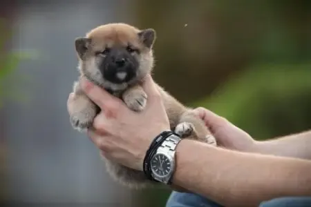 Shiba Inu puppy te koop