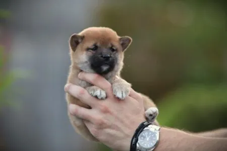 Shiba Inu puppy te koop