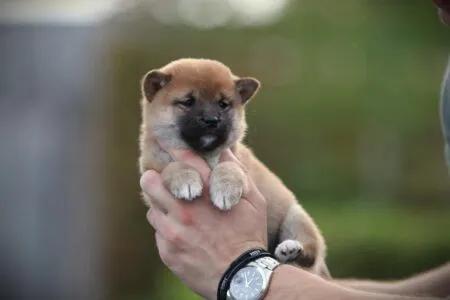 Shiba Inu puppy te koop