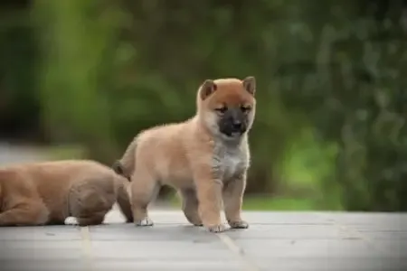 Shiba Inu puppy te koop