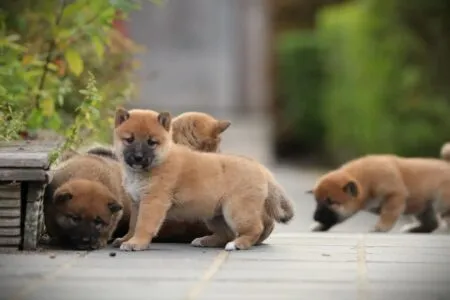 Shiba Inu puppy te koop