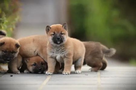 Shiba Inu puppy te koop