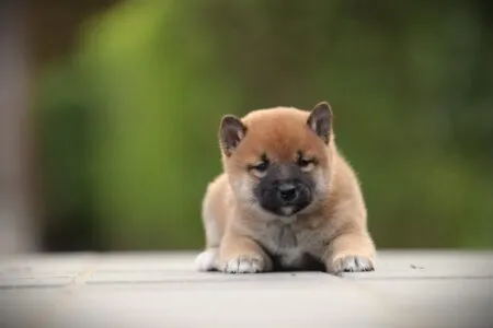 Shiba Inu puppy te koop