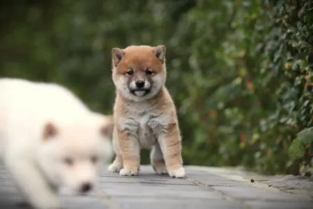 Shiba Inu puppy te koop