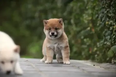 Shiba Inu puppy te koop