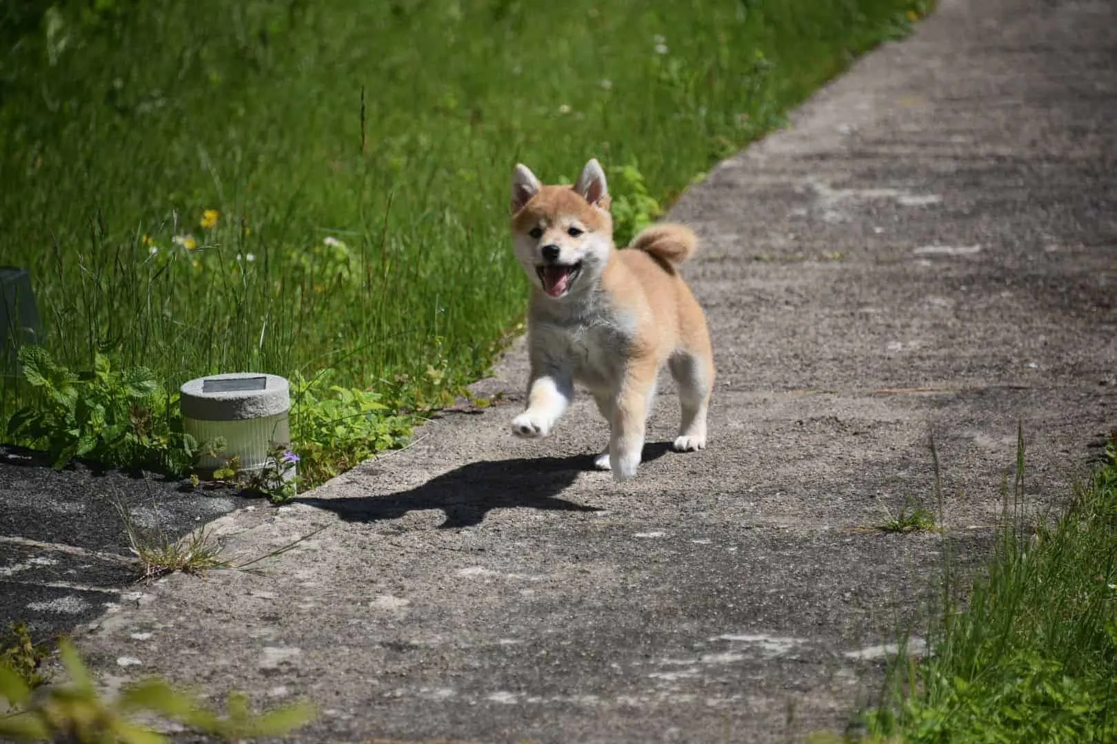 Shiba inu 12