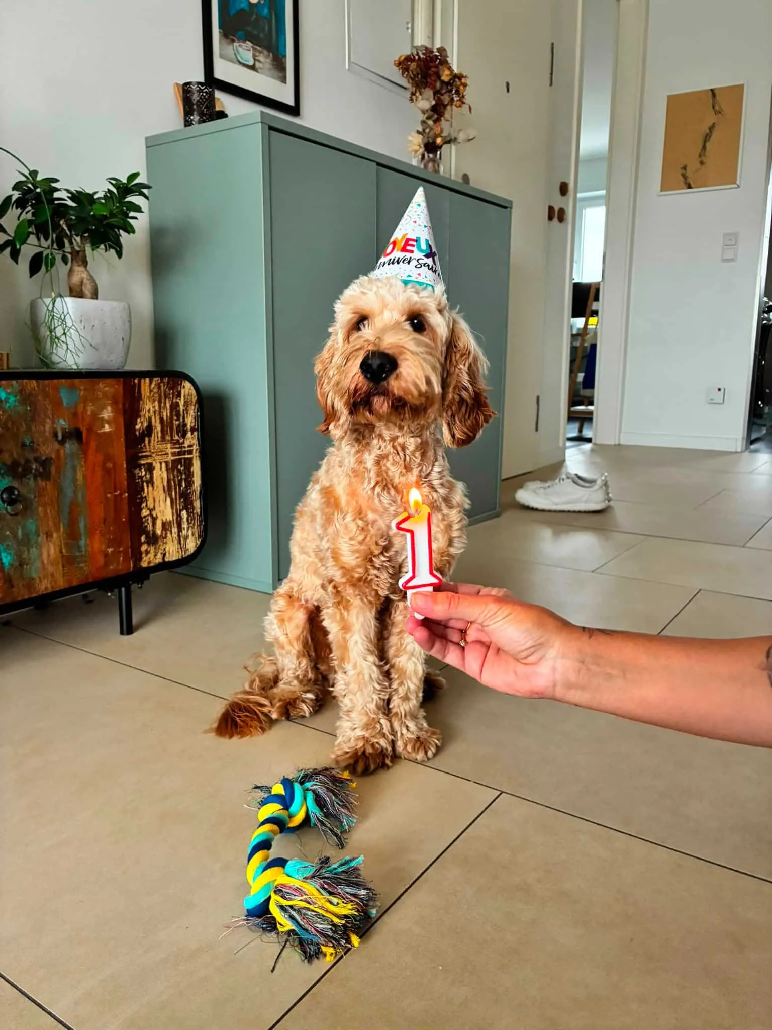 Un cockapoo adulte de woefkesranch