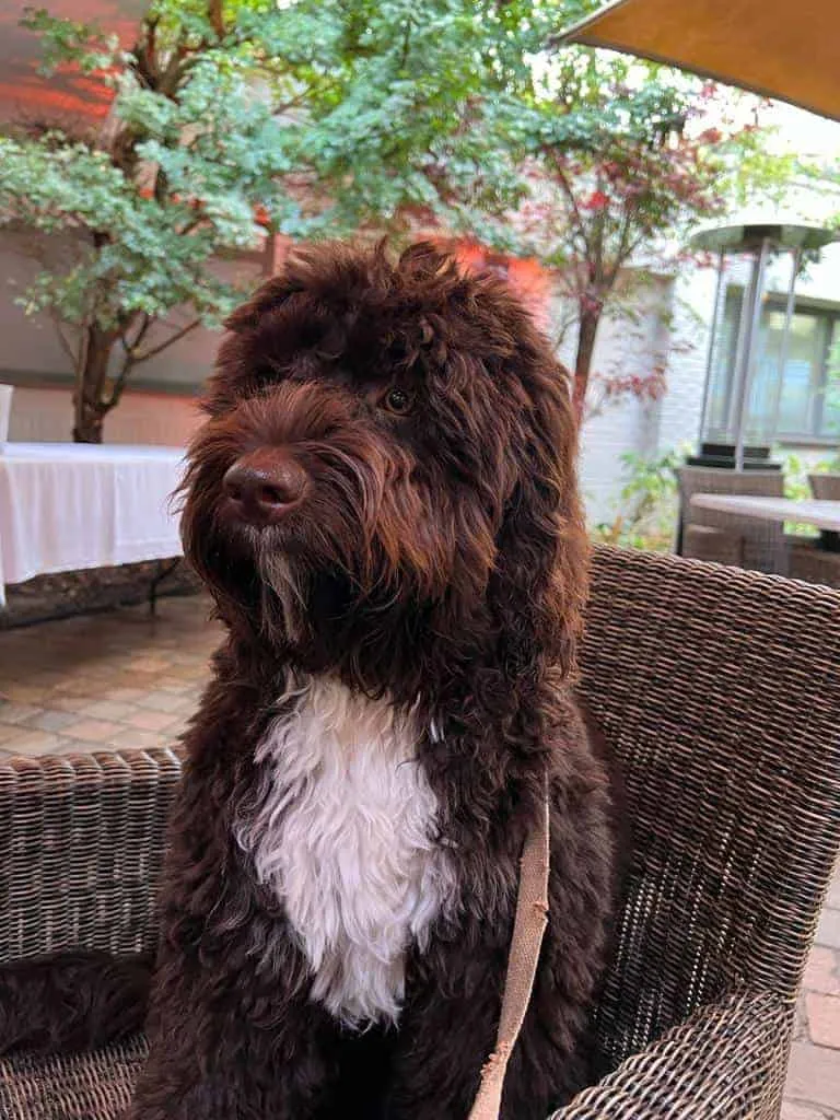 Labradoodle 13 An adult labradoodle from woefkesranch
