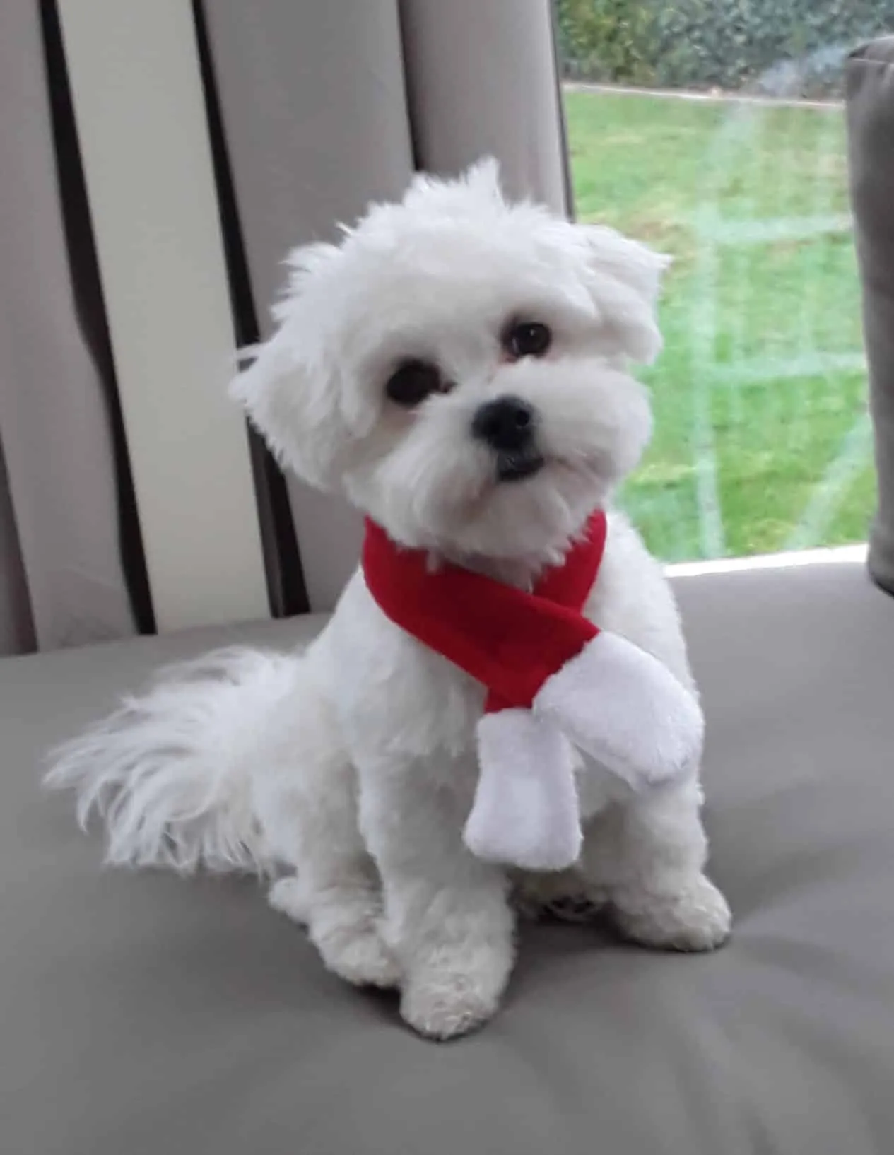 Bichon maltais 14 Un bichon maltais adulte de woefkesranch