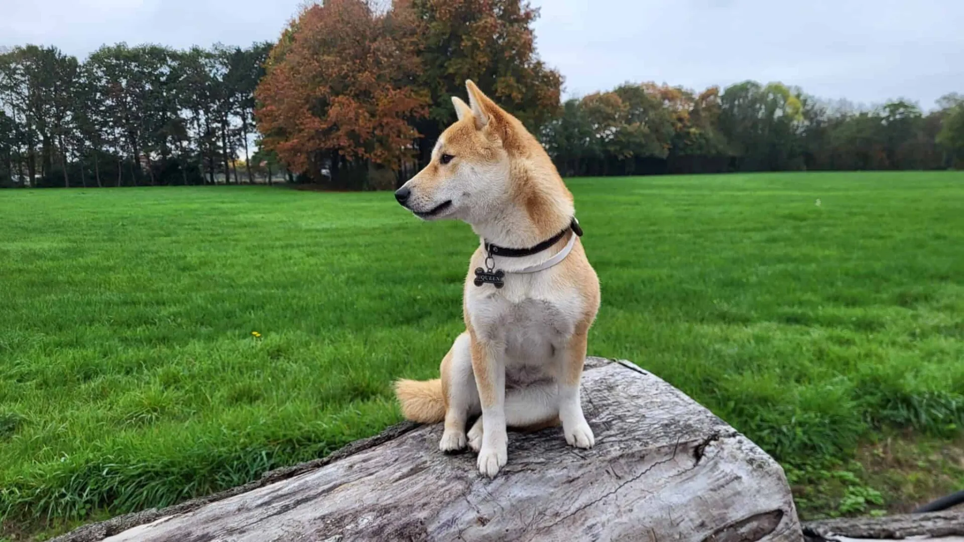 Shiba inu 13