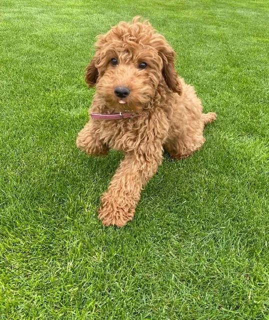 Labradoodle 9