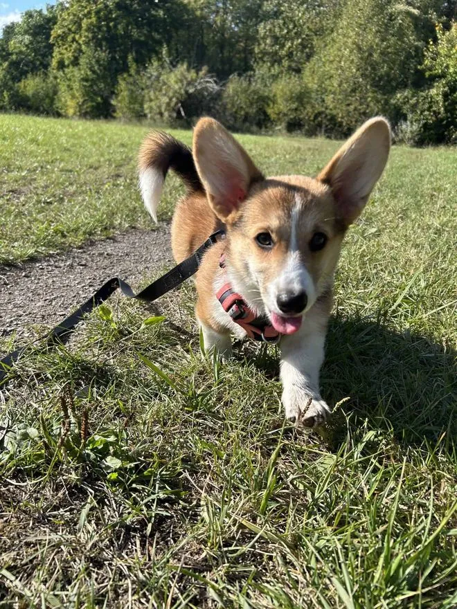 Pembroke welsh corgi 1 An adult pembroke welsh corgi from woefkesranch