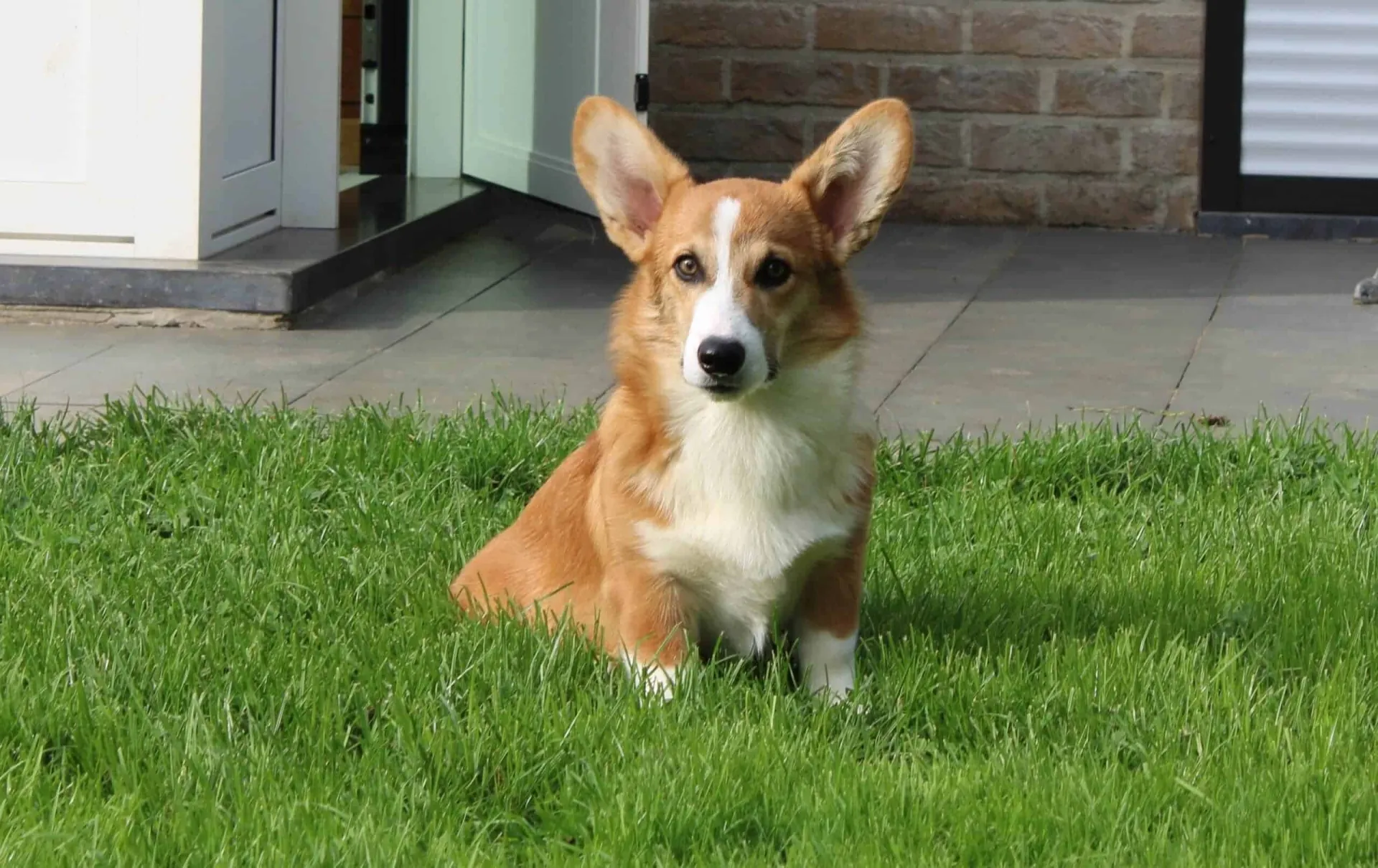 Pembroke welsh corgi 5 An adult pembroke welsh corgi from woefkesranch