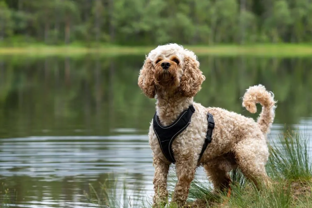 Cockapoo 17