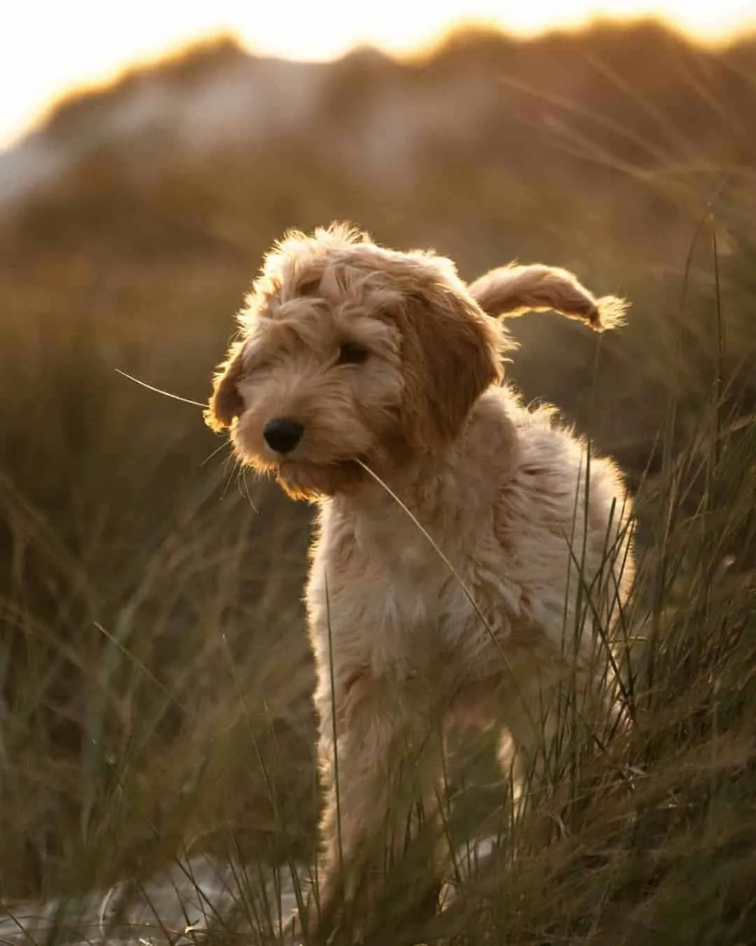 Labradoodle 3 An adult labradoodle from woefkesranch, running and playing