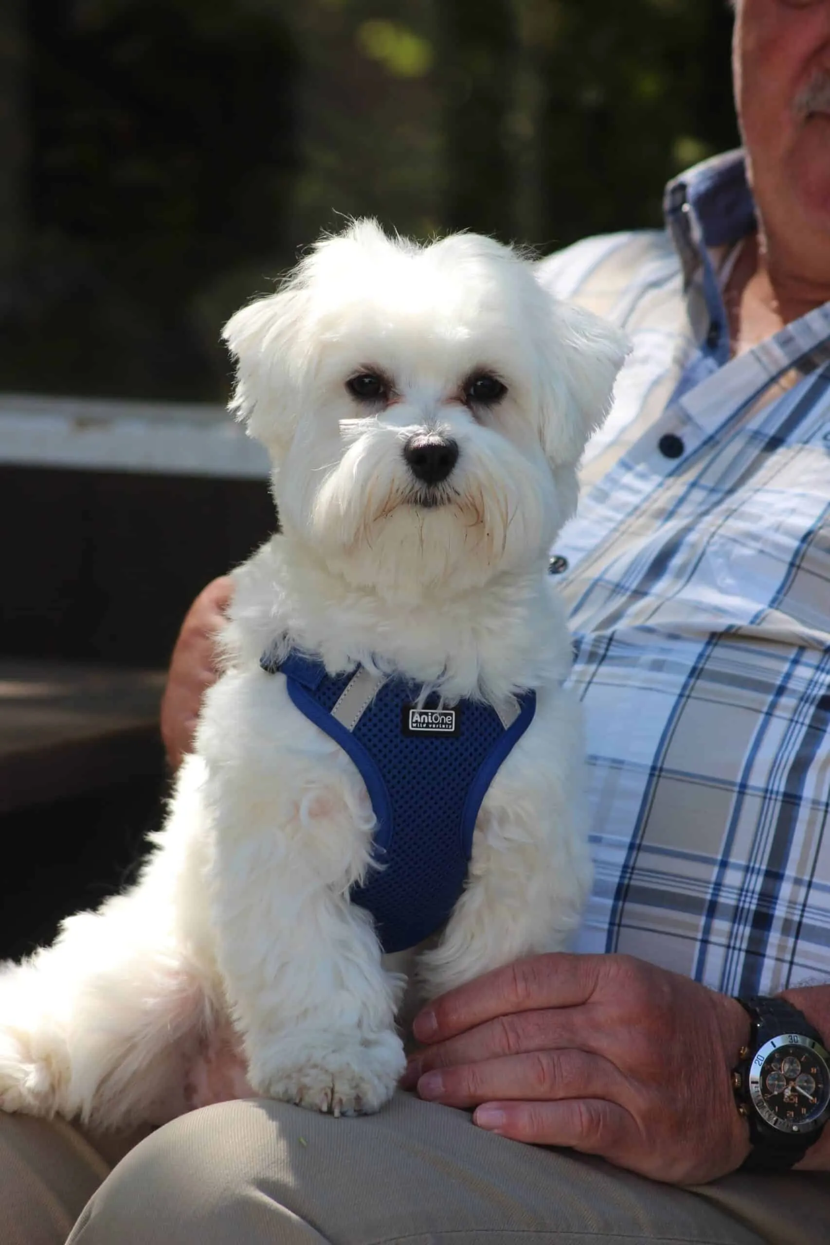 Bichon maltais 5