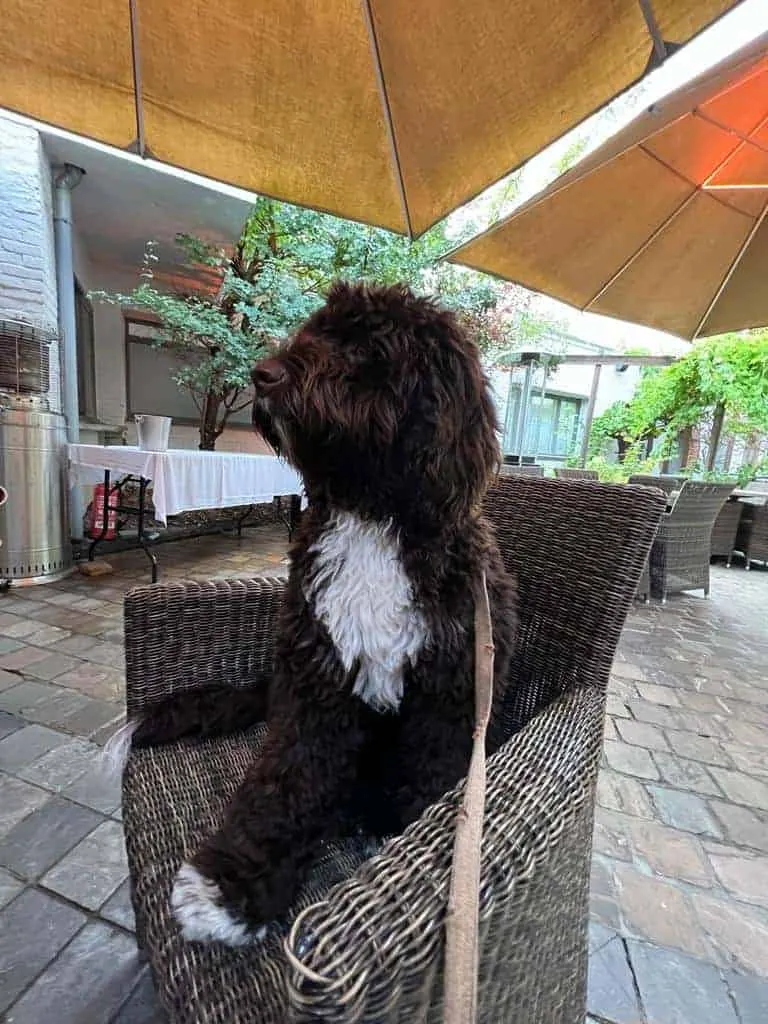 Labradoodle 8