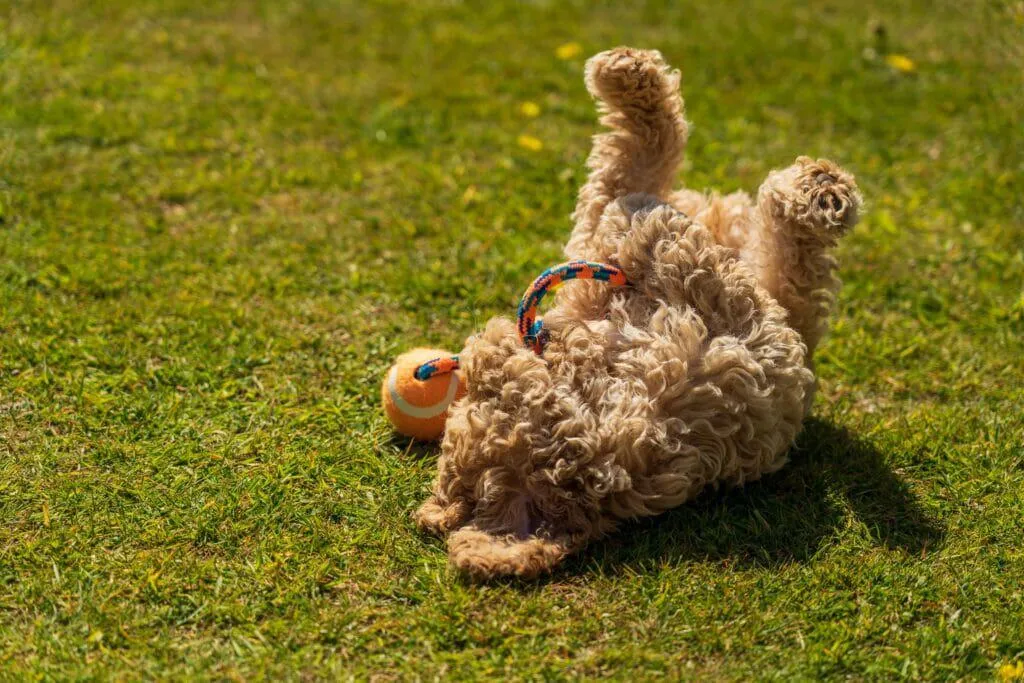 Cockapoo 18