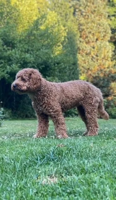 Cockapoo 20