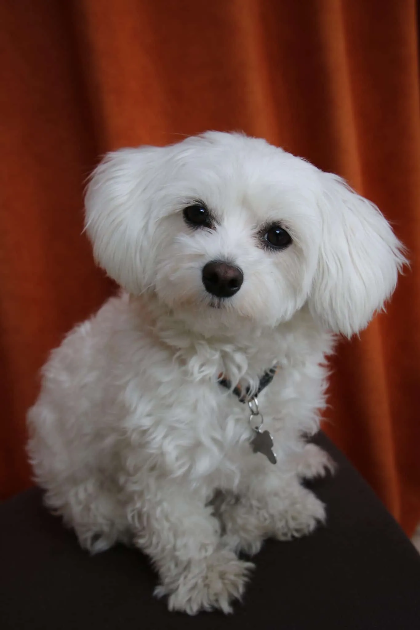 Bichon maltais 11