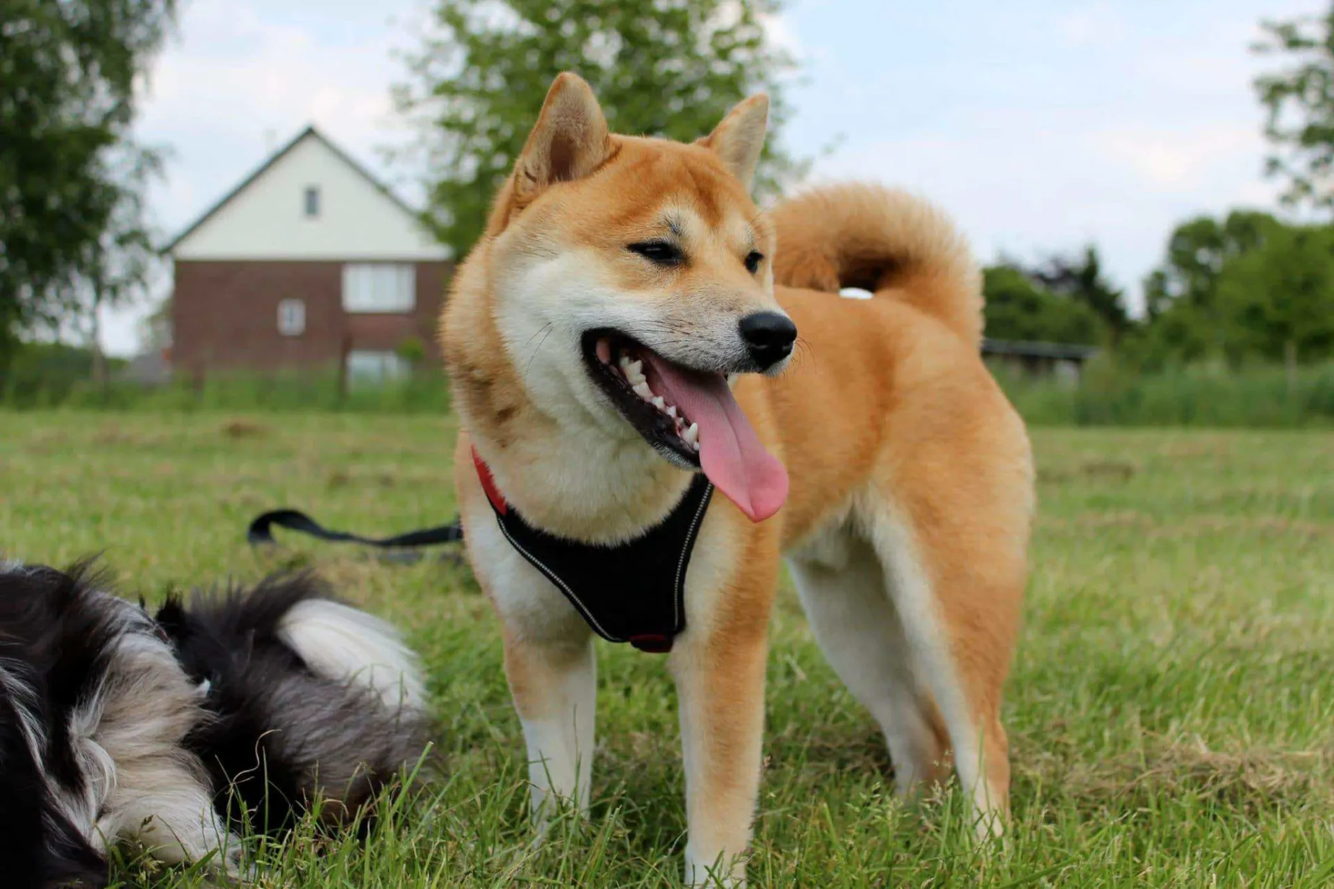 Shiba inu 14
