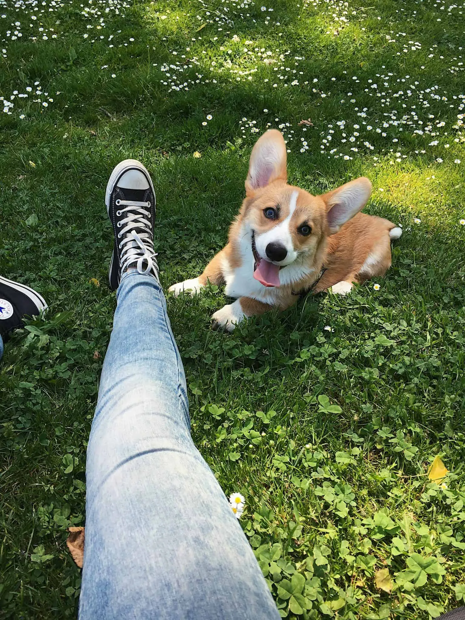 Pembroke welsh corgi 8 An adult pembroke welsh corgi from woefkesranch