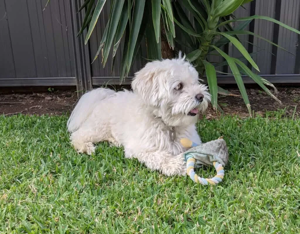 Maltipoo 11