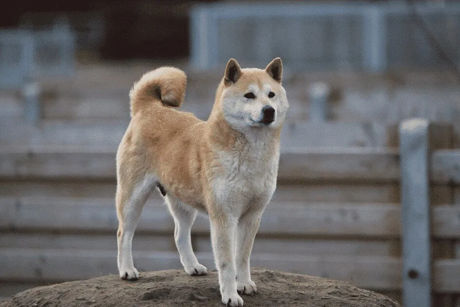 Shiba inu 9