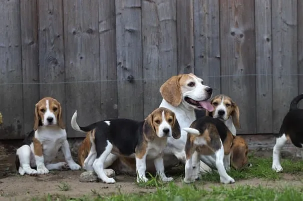 Beagle 24 Eine beagle-familie von woefkesranch