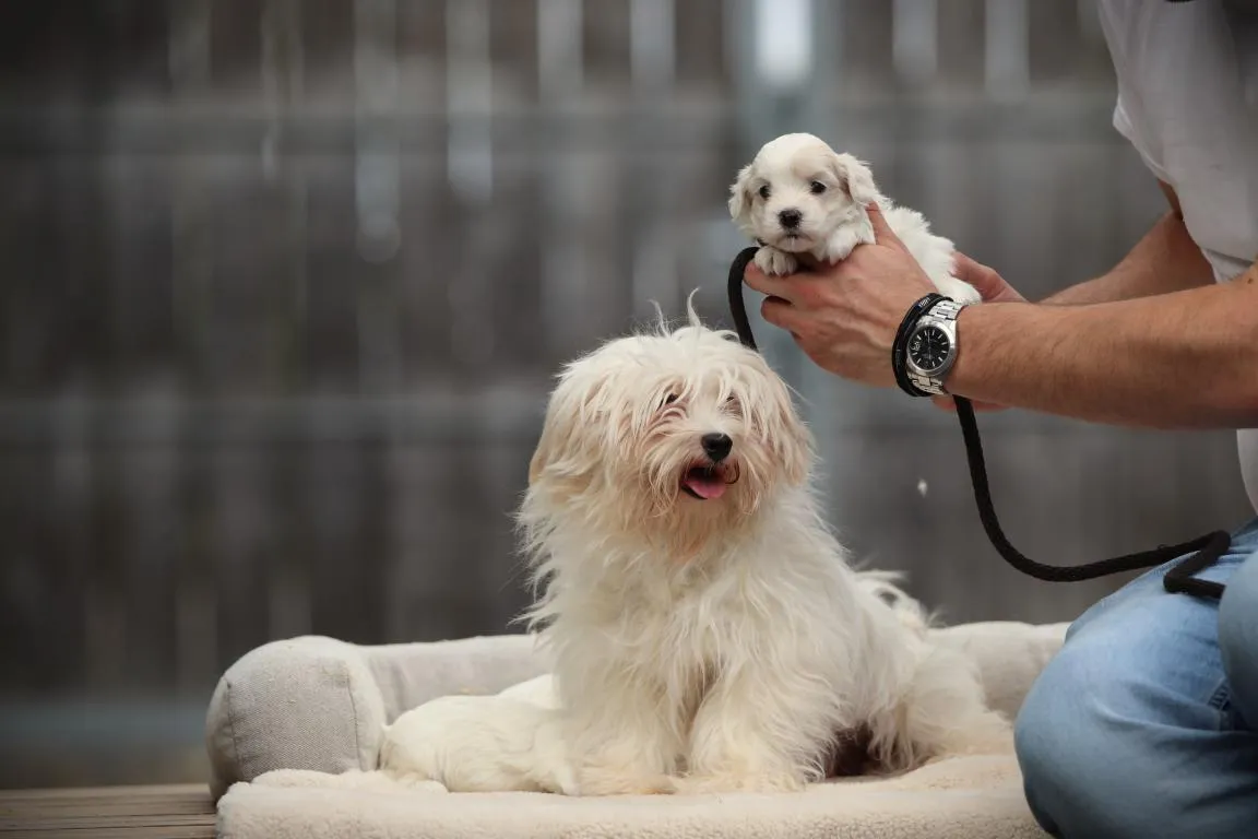 Une famille de bichons maltais de woefkesranch