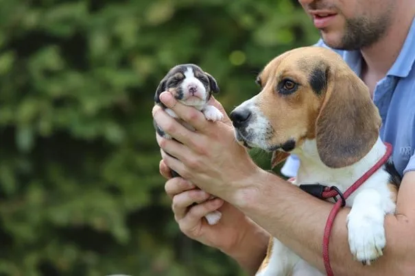 Eine beagle-familie von woefkesranch