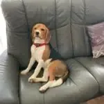 Beagle - billie 1
