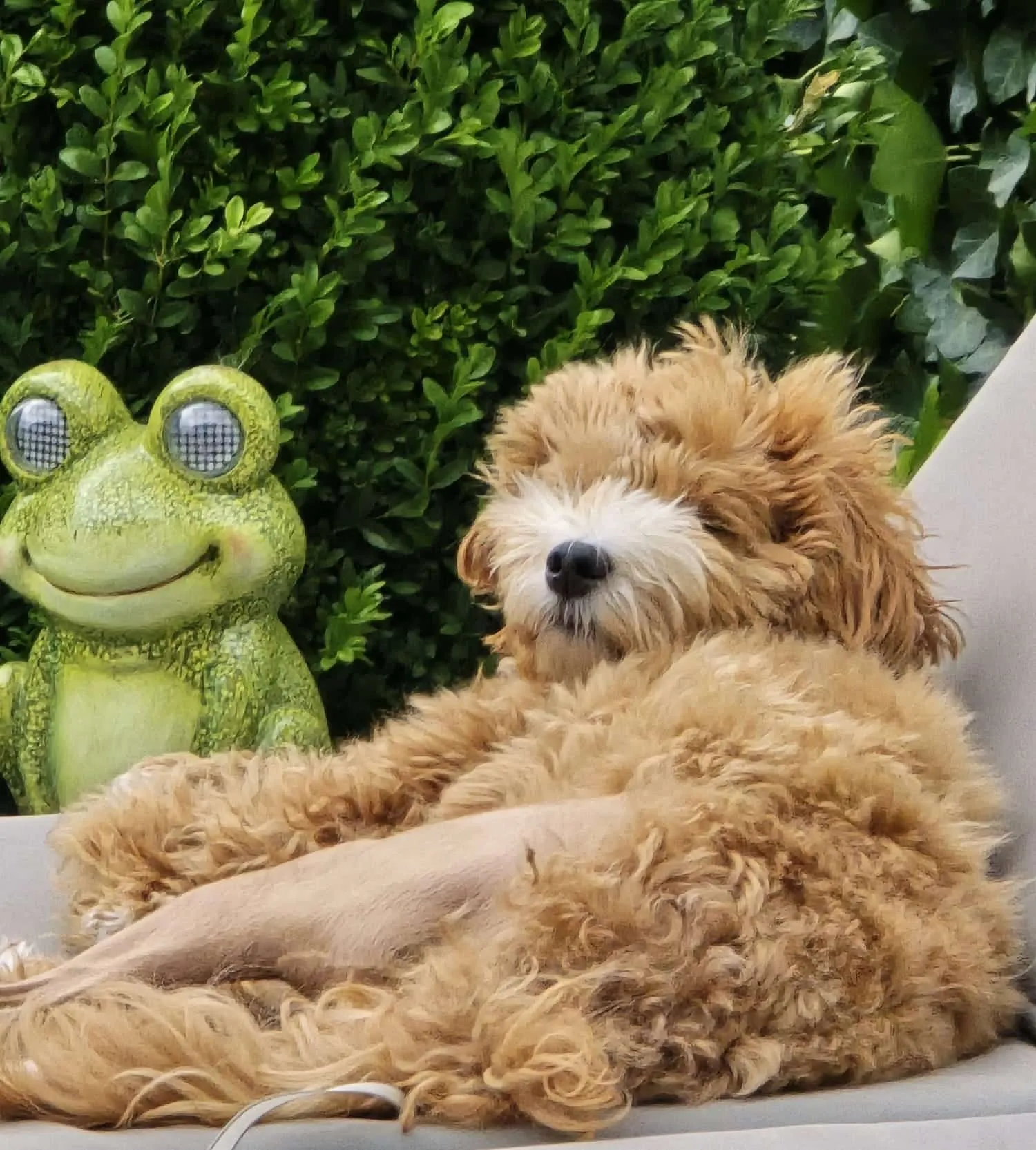 Maltipoo 10