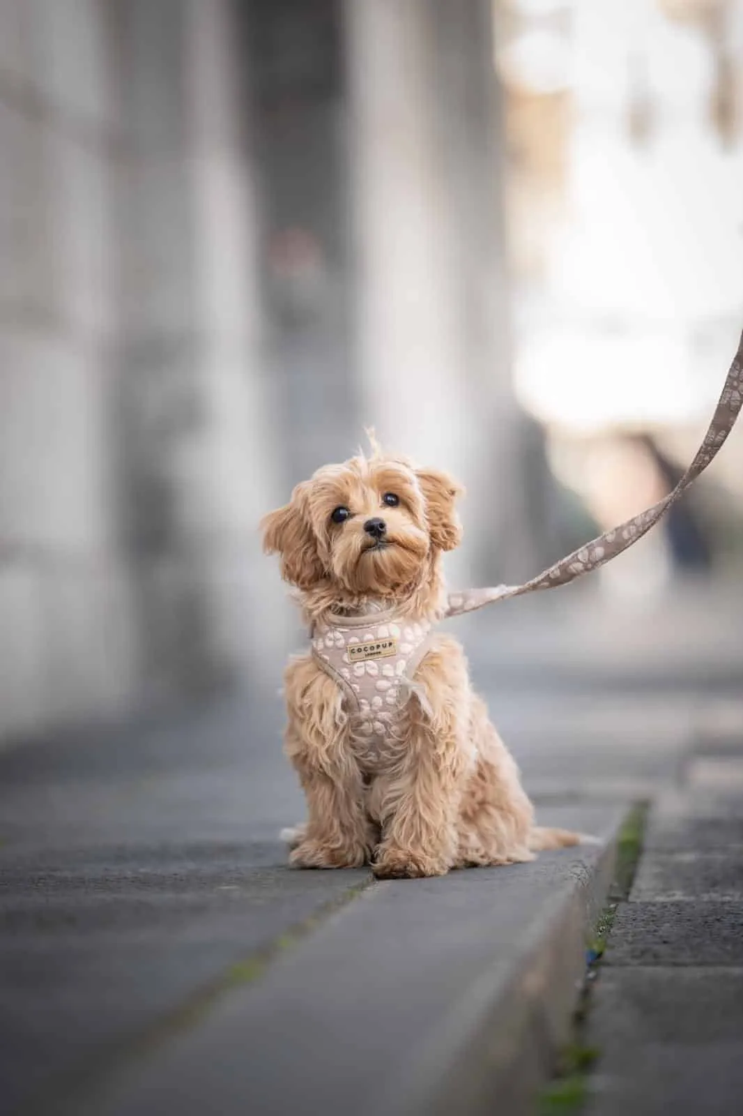 Maltipoo 1 Een oudere maltipoo pup van woefkesranch, zittend