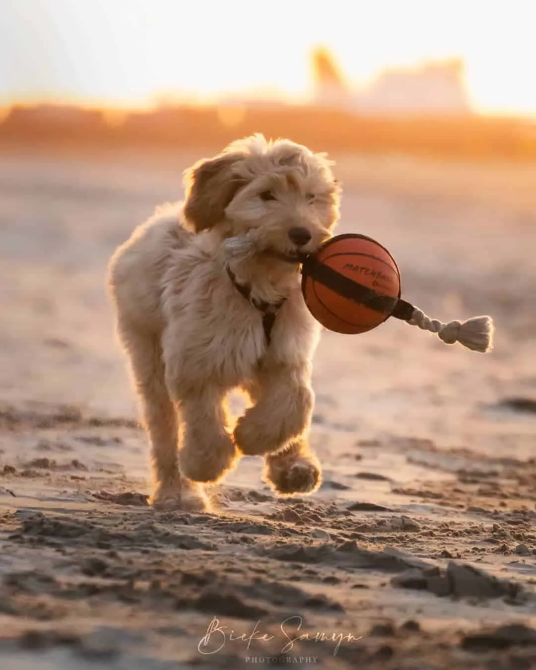 Labradoodle 10