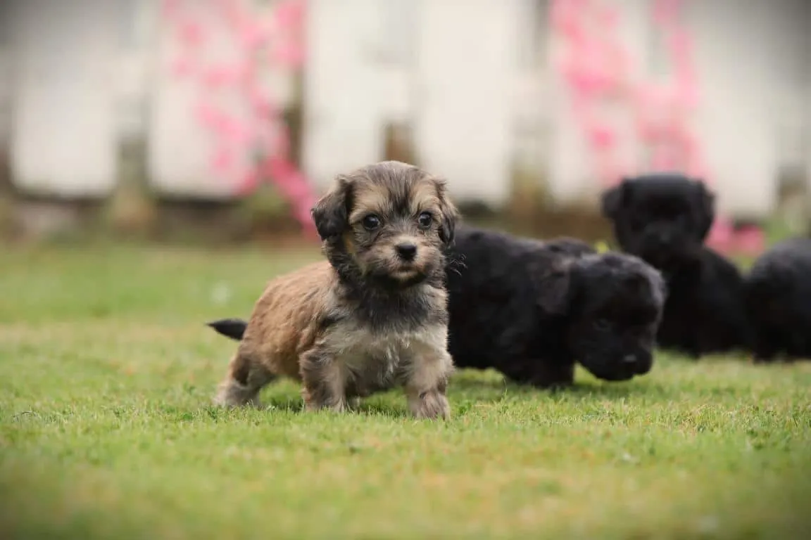 Maltipoo 12 Maltipoo pups van woefkesranch
