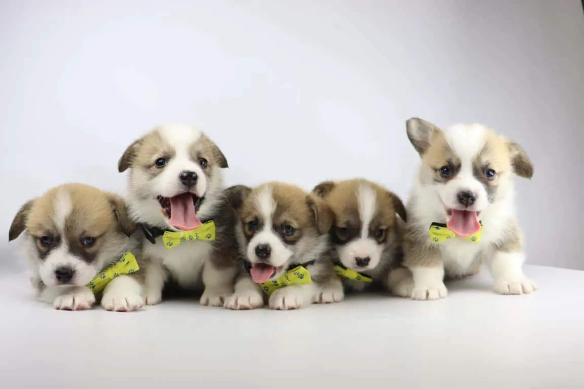 Pembroke welsh corgi 9 Pembroke welsh corgi puppies from woefkesranch