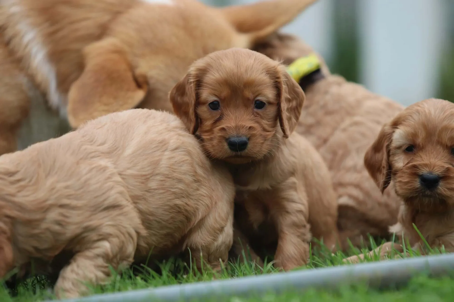 Cockapoo 22 Des chiots cockapoo de woefkesranch